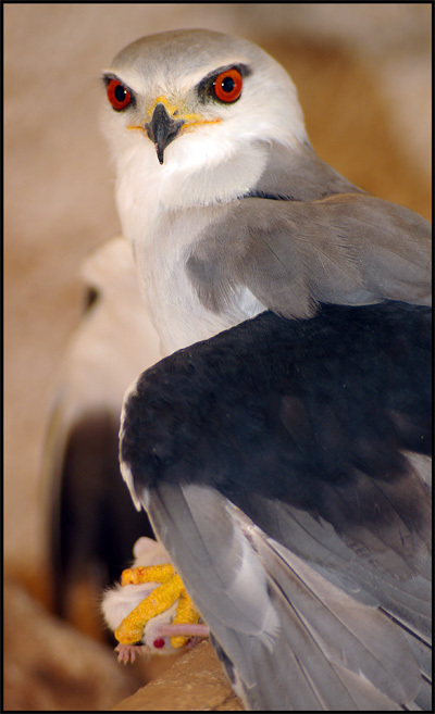 Black Shouldered Kite