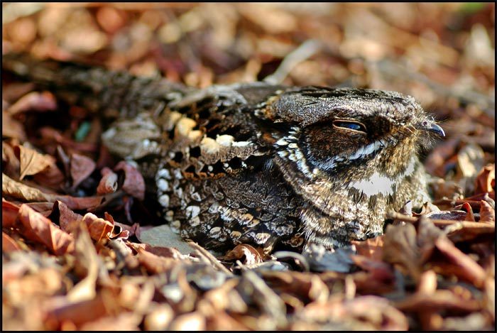 Nightjar