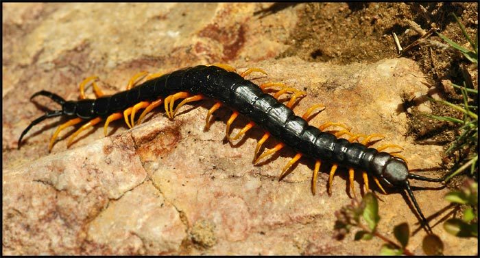 Centipede