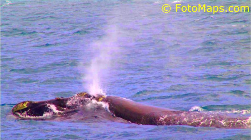 Southern Right Whale