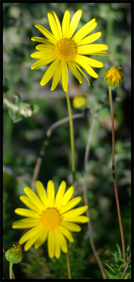 Daisies in bloom